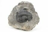 Detailed Hollardops Trilobite With Nice Eyes - Ofaten, Morocco #216564-2